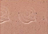 Cork Special Ribbon Naturale